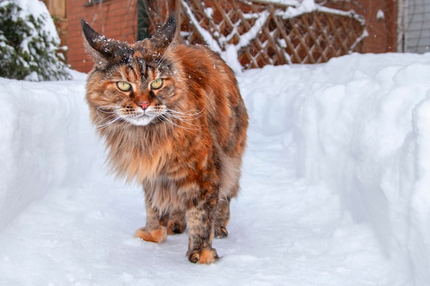 Kot rasy Maine coon spaceruje po śnieżnej ścieżce między zaspami.