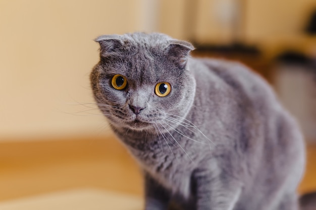 Kot scottish fold siedzi w pokoju