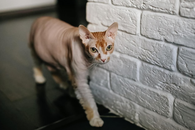 Kot Sfinks Zwierzęta Śliczny kot rasowy Motywy zwierzęce