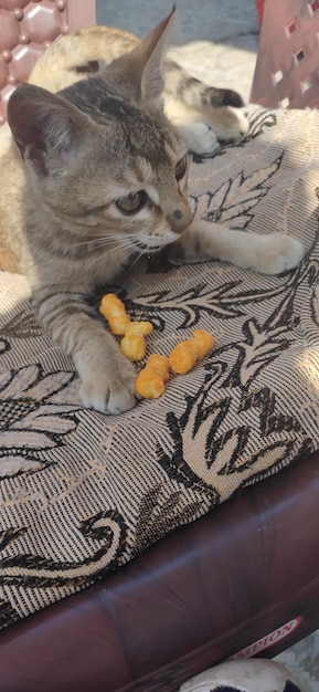 Zdjęcie kot siedzący i jedzący