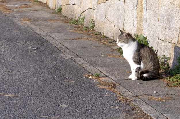 Zdjęcie kot siedzący na chodniku