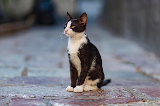 Kot siedzący na chodniku