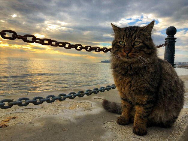 Zdjęcie kot siedzący na linie na morzu