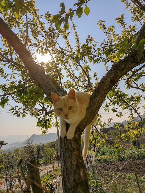 Zdjęcie kot siedzący na pniu drzewa