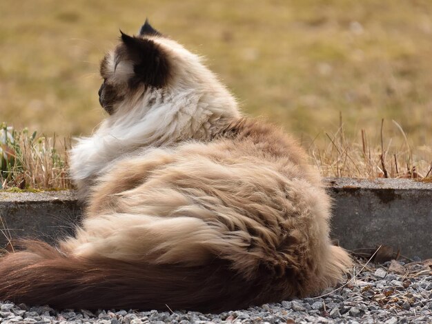 Zdjęcie kot siedzący na polu.