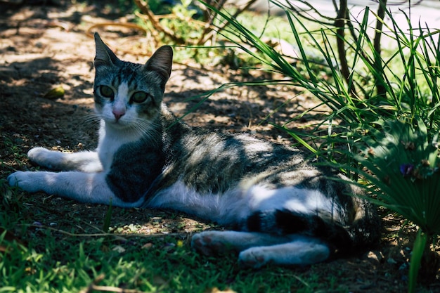 Zdjęcie kot siedzący na polu