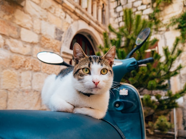 Kot siedzący na skuterze na starym mieście w trogirze w pobliżu Splitu