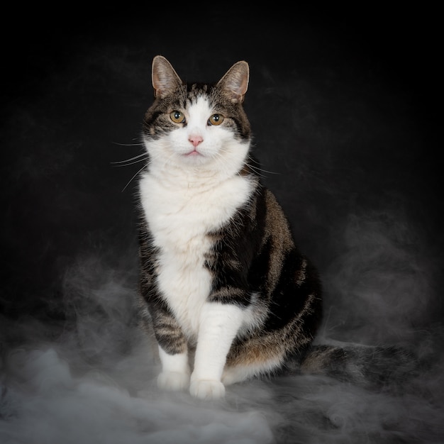 Kot siedzący patrząc na kamery otoczony mglistym dymem na czarno