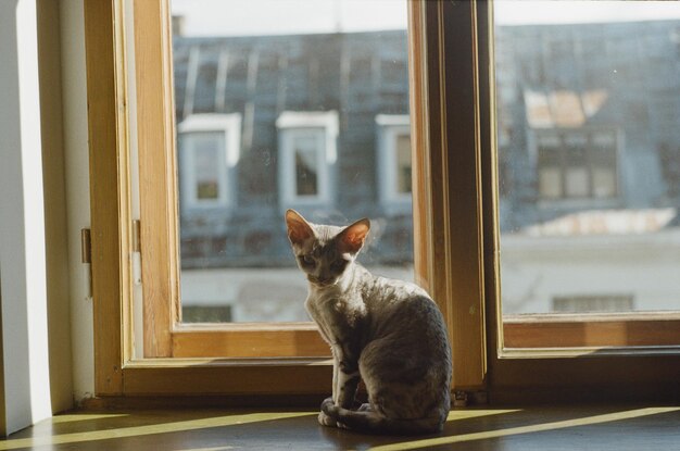 Zdjęcie kot siedzący przy oknie i patrzący na kamerę w domu