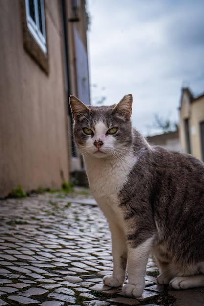 Kot siedzi na brukowanej uliczce w małym miasteczku.