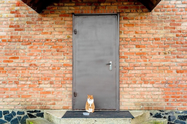 Kot siedzi na ganku na zewnątrz z pustą miską