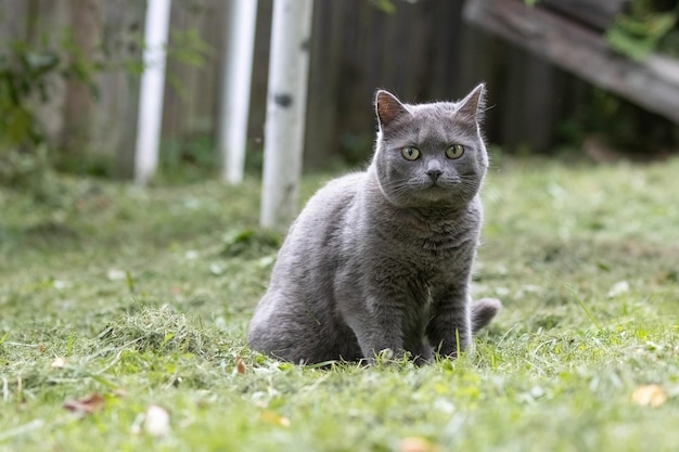 Kot siedzi na trawie przed ogrodzeniem.