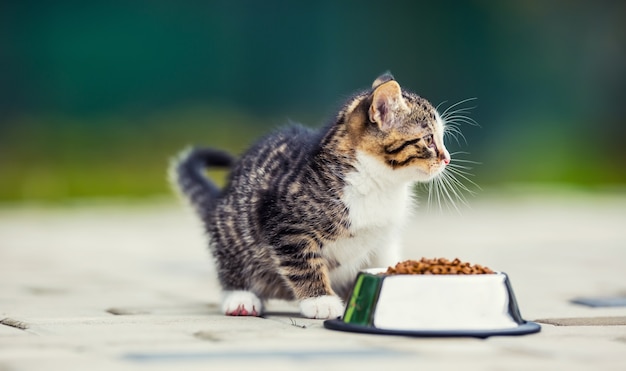 Kot. Śliczny mały kotek z miską granulatu w domu lub w ogrodzie.