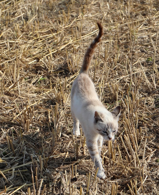 Zdjęcie kot spacerujący po polu z suchą trawą.