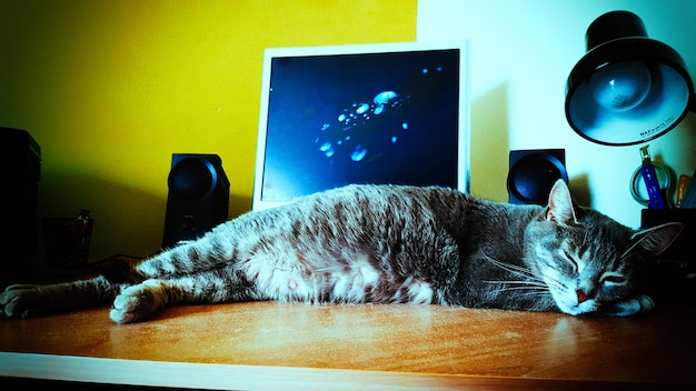 Zdjęcie kot śpi na stole w domu.