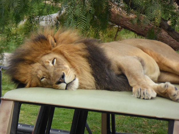 Zdjęcie kot śpiący w zoo