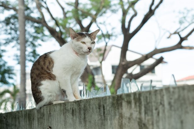 Kot stojący na ścianie, zwierzę domowe
