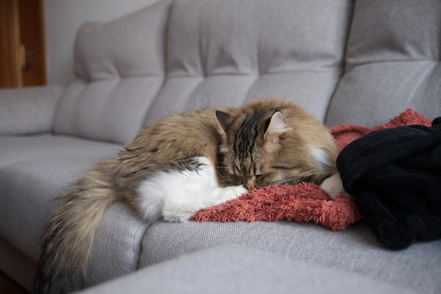 kot syberyjski leżący na sofie kot puszysty kot hipoalergiczny kot z żółtymi oczami