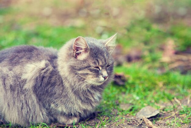 Kot syberyjski odpoczywa na świeżym powietrzu na trawie