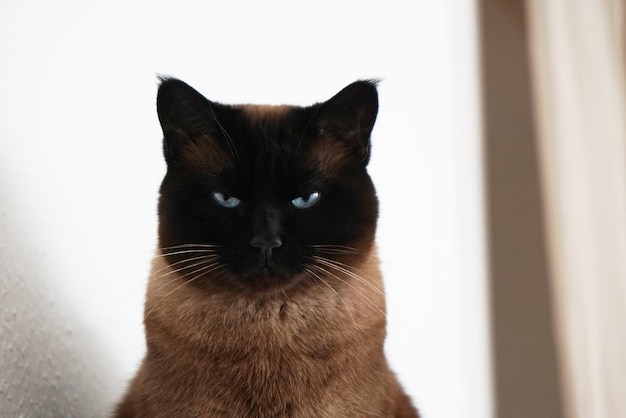 Kot syjamski o zmrużonych oczach i groźnym spojrzeniu