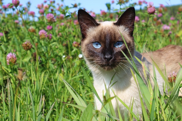 Kot syjamski stoi wśród trawy i patrzy entuzjastycznie.