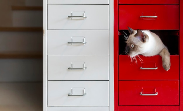 Kot syjamski ukryty w czerwonej szufladzie