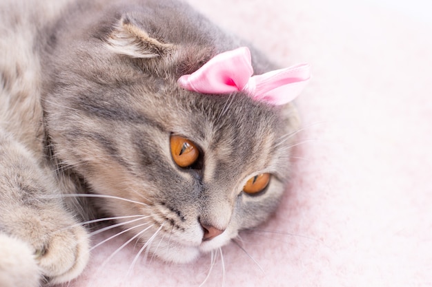 Kot szkocki zwisłouchy z portretem w różowej kokardce