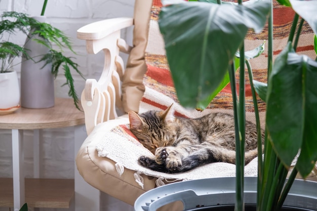 Kot szybko słodko śpi na krześle w zabawnej pozie w zielonym domu w pobliżu rośliny doniczkowej strelitzia Wygodny beztroski sen zbliżenia zwierzęcia
