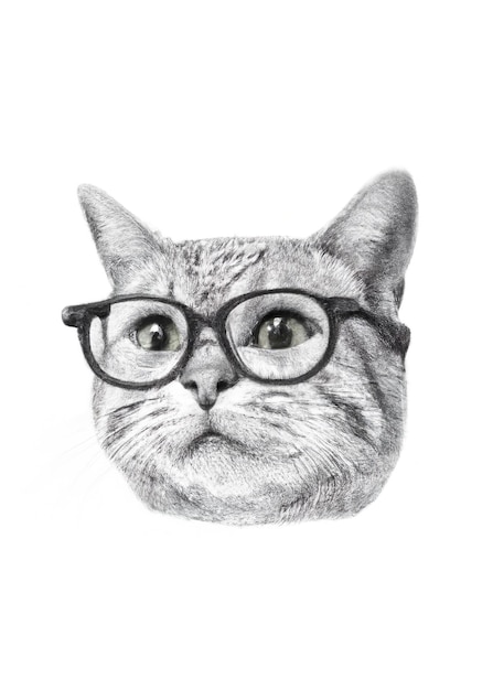 Kot w okularach rysunek ołówkiem