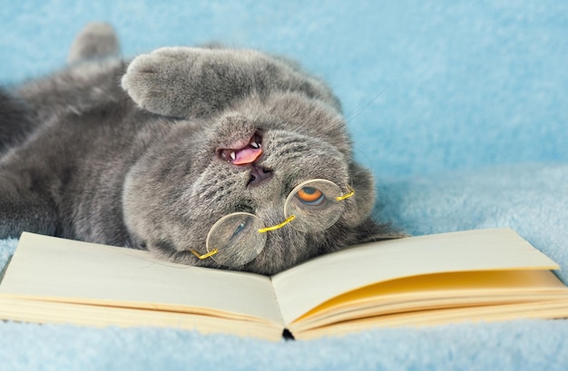 Kot w okularach z wystającym językiem leżący z tyłu na książce