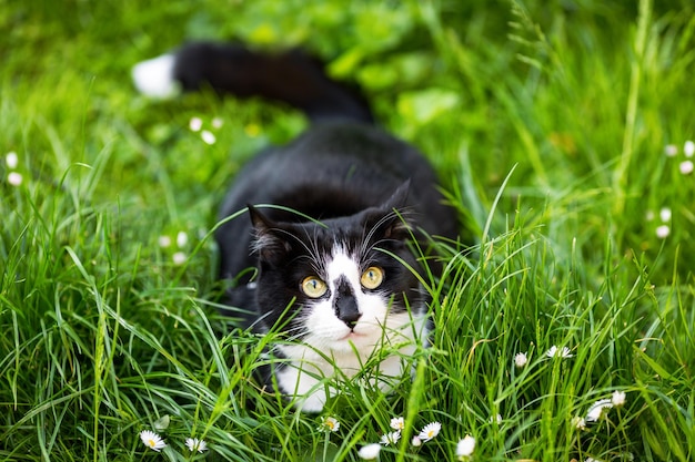Kot w pozie myśliwego w zielonej trawie