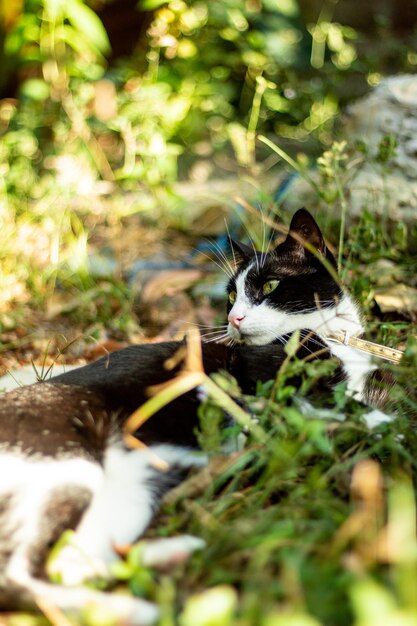 Zdjęcie kot w smokingu wylegujący się na trawie