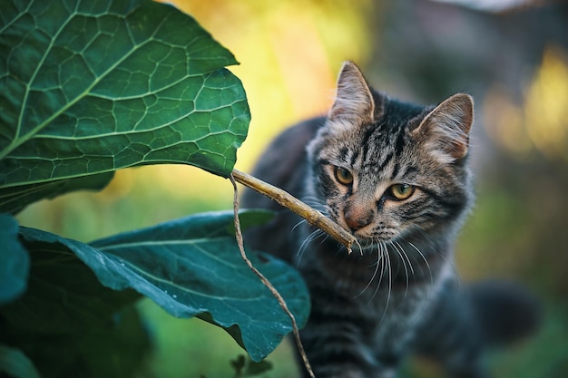 Zdjęcie kot wącha gałązkę na drzewie.