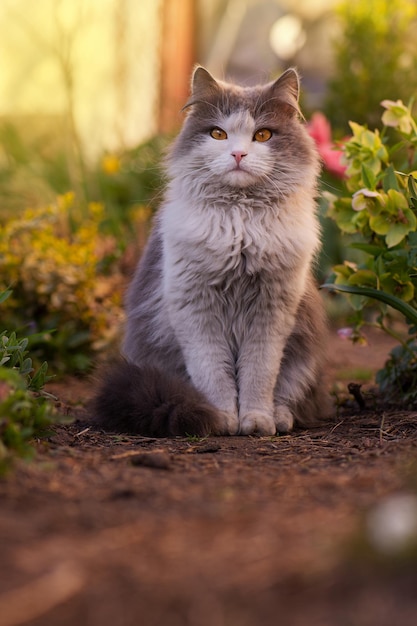 Kot z błyszczącym futrem siedzi w ogrodzie o zachodzie słońca na zewnątrz Słoneczny letni ogród i kot Kot siedzi w pobliżu kwiatów na zewnątrz