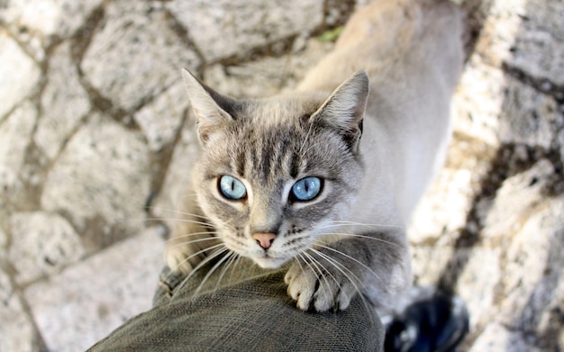 Kot z niebieskimi oczami jest na czyjejś nodze.