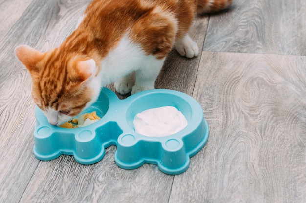Kot zjada jajko i jogurt z niebieskiej miski na podłodze w kuchni. Naturalna koncepcja karmy dla kotów