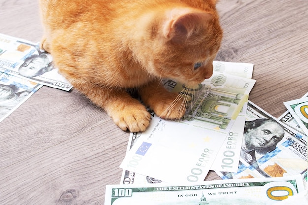 Kotek bawi się w stos banknotów dolarowych