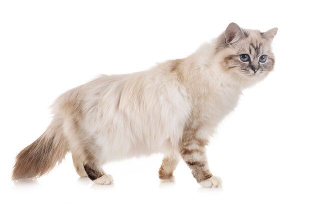 Kotek Birman