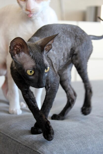 Zdjęcie kotek cornish rex