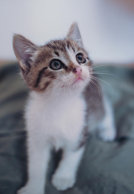 Kotek na jasnym tle. Mały szary kot domowy pręgowany. Portret uroczego słodkiego kota.