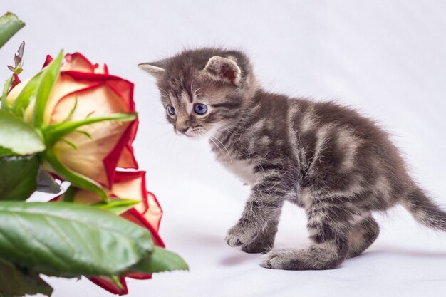Kotek przygląda się bukietowi czerwonych róż