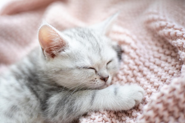 Kotek rasy brytyjskiej w szarobiałe paski śpi na dzianej różowej kratce Pets Lifestyle Tenderness