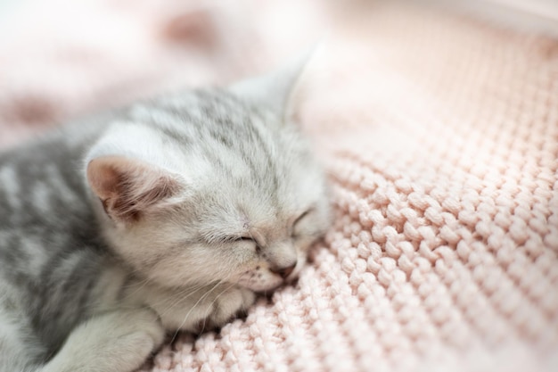 Kotek rasy brytyjskiej w szarobiałe paski śpi na dzianej różowej kratce Pets Lifestyle Tenderness