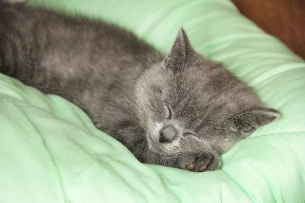 Kotek Rasy Maine Coon śpi Pod Kocem. Kotek Rasy Brytyjskiej