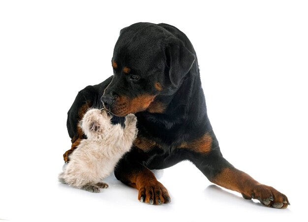 kotek syjamski i rottweiler przed białym tłem