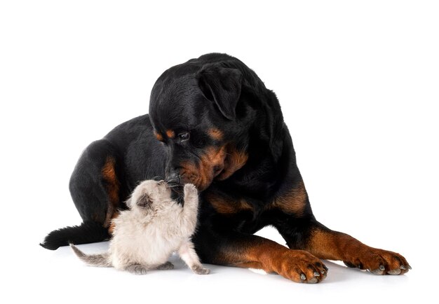 Kotek syjamski i rottweiler w studio