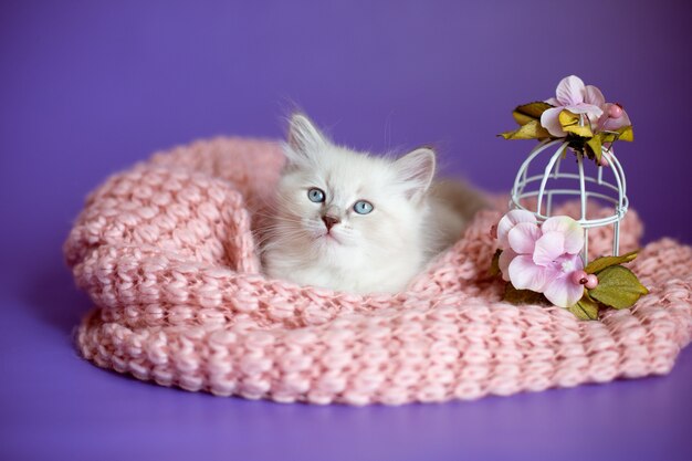 Kotek w dzianinowym kocu na fioletowym tle