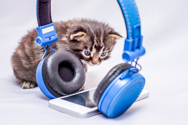 Kotek Wygląda Ciekawie Na Telefon Komórkowy I Słuchawki. Słuchaj Współczesnej Muzyki Popularnej