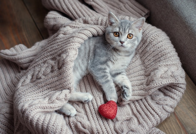 Zdjęcie kotek z sercem na walentynki
