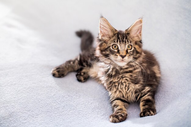 Kotka Maine Coon pręgowana leży na lekkim puszystym kocu